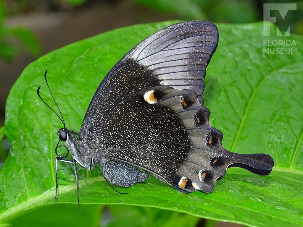 Emerald Swallowtail Butterfly with wings closed. The top wings are long and narrow and bottom winds have several rounded points. With its wings closed the butterfly is black covered with tiny grey spots giving it a grey appearance. The edges of the wings are like grey and on the lower wing there are white, russet-orange and black marking.