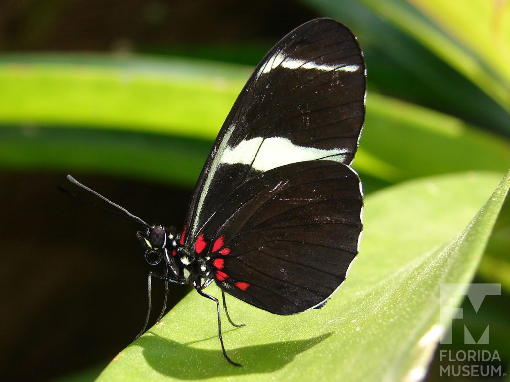 Antiochus Longwing butterfly with closed wings. Male and female butterflies look similar. Butterfly has long narrow wings. Wings are black or dark brown with two white bands across the wings and red marking near the body of the butterfly