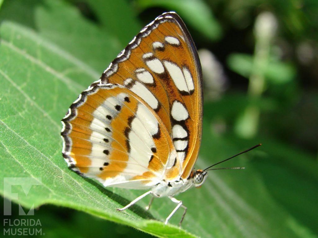 Common-Sergeant butterfly with closed wings. Male and female butterflies look similar. Wings are reddish brown with bands of cream-colored markings