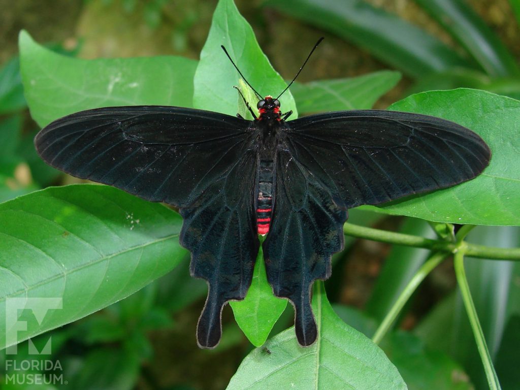 Pink Rose Butterfly with wings open. The butterfly’s lower body is bright red, the top wings are long and narrow and bottom winds have several rounded points. With its wings open the butterfly is black.