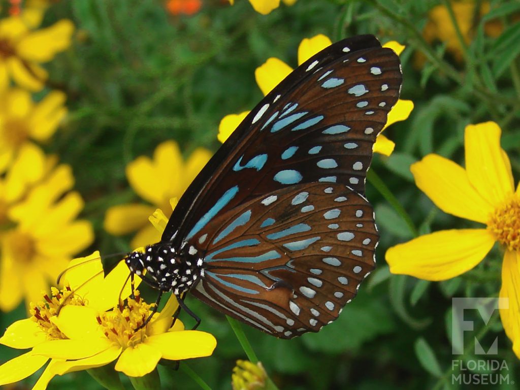 Dark Blue Tiger Butterfly with closed wings is brown with many blue markings. The body has many white spots.