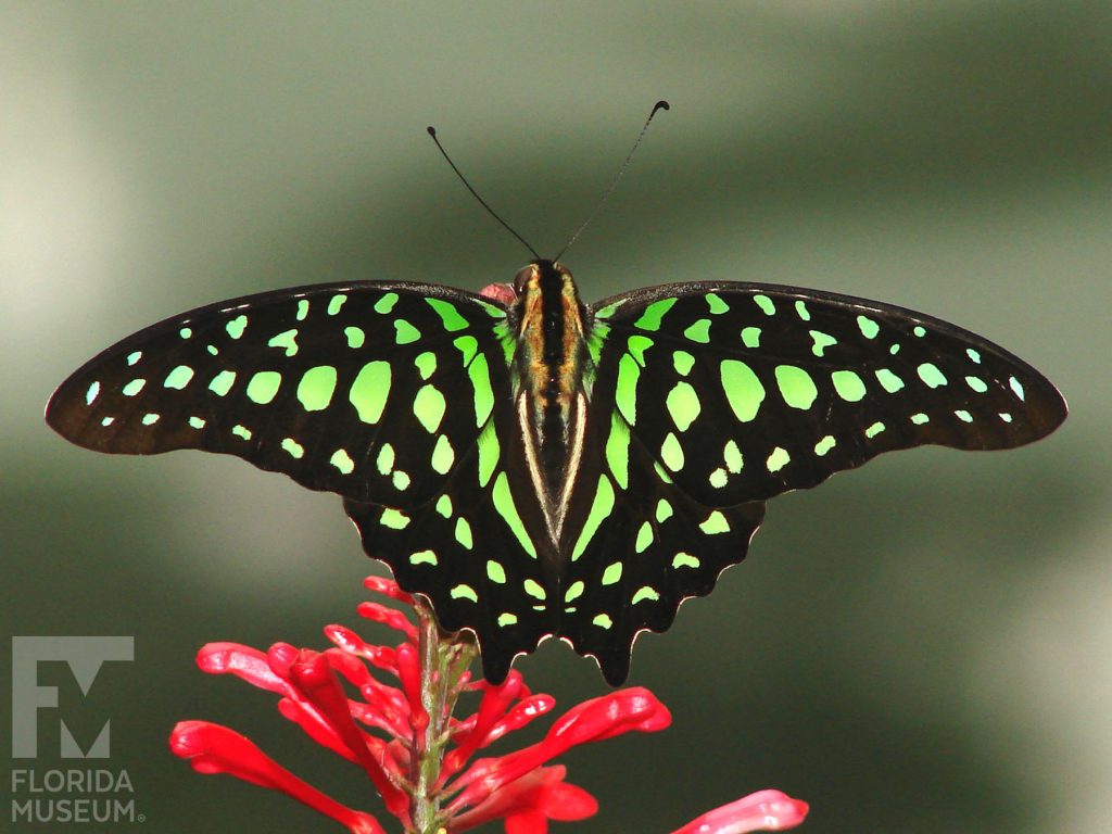 Tailed Jay Butterfly with wings open. Male and female butterflies look similar. Butterfly is black with vivid many green spots.