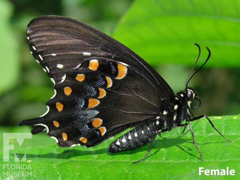 Female Black Swallowtail butterfly with closed wings. Butterfly is black with many muted red, yellow, and blue markings.