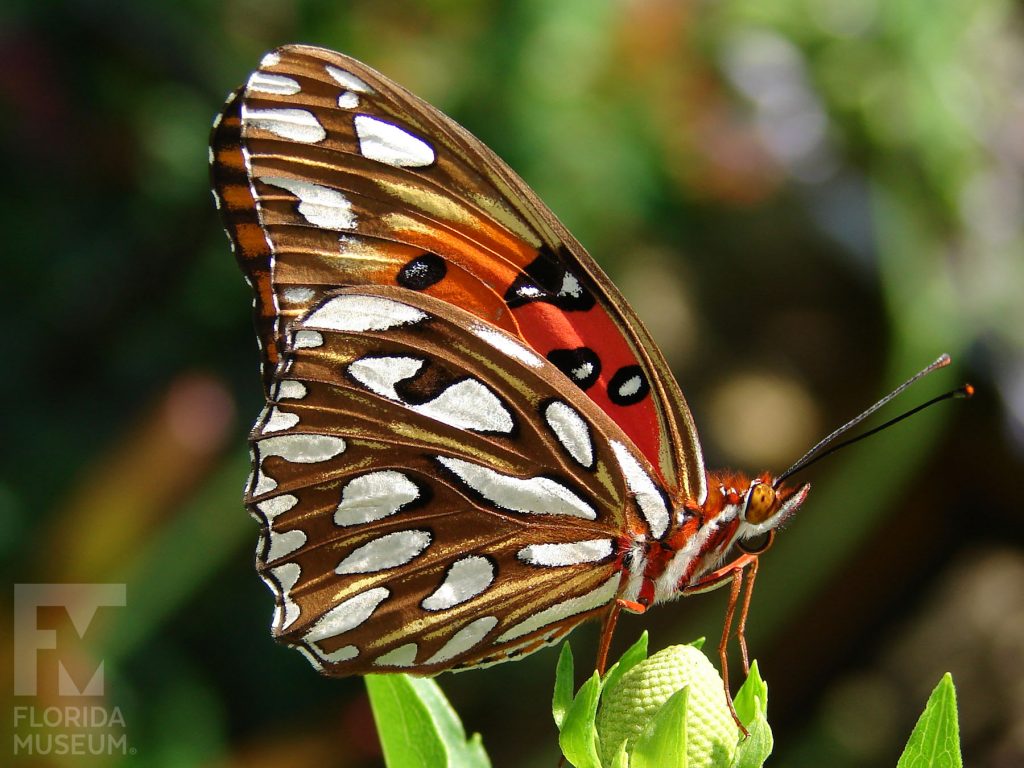Gulf Fritillary Butterfly with closed wings. Male and Female butterflies look similar. Wings are orange with white and black markings