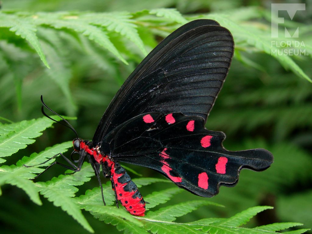 Pink Rose Butterfly with wings closed. The butterfly’s body is bright red, the top wings are long and narrow and bottom winds have several rounded points. With its wings closed the butterfly is black with red markings on the lower wing.