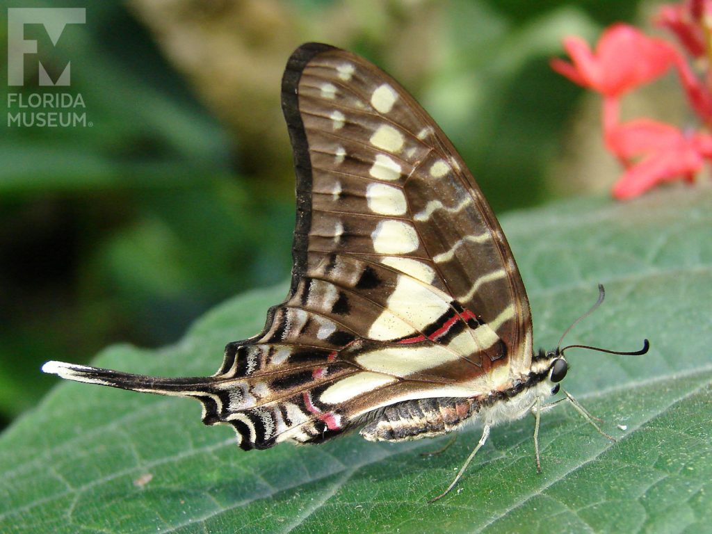 Cream-striped Swordtail Butterfly with wings closed. Male and female butterflies look similar. Butterfly is brown with pale yellow and cream markings. Wings end in a long point.