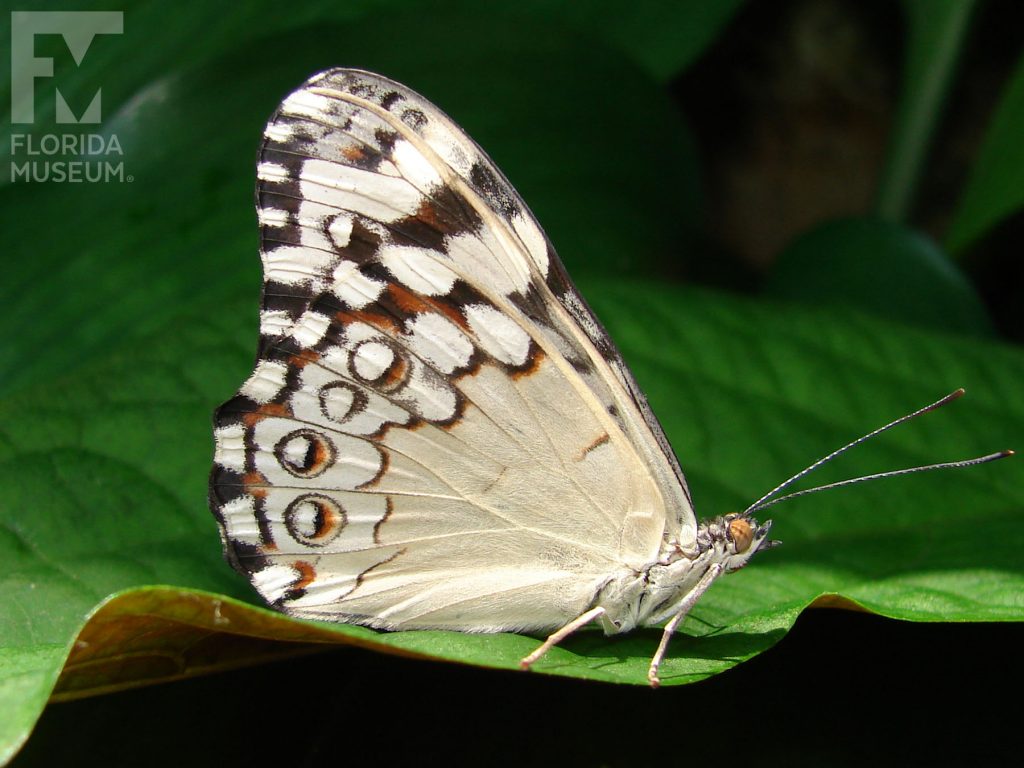 Grey Cracker Butterfly with its wings closed. The top wings are brown/black with with cream-colored markings, the lower wings are cream.