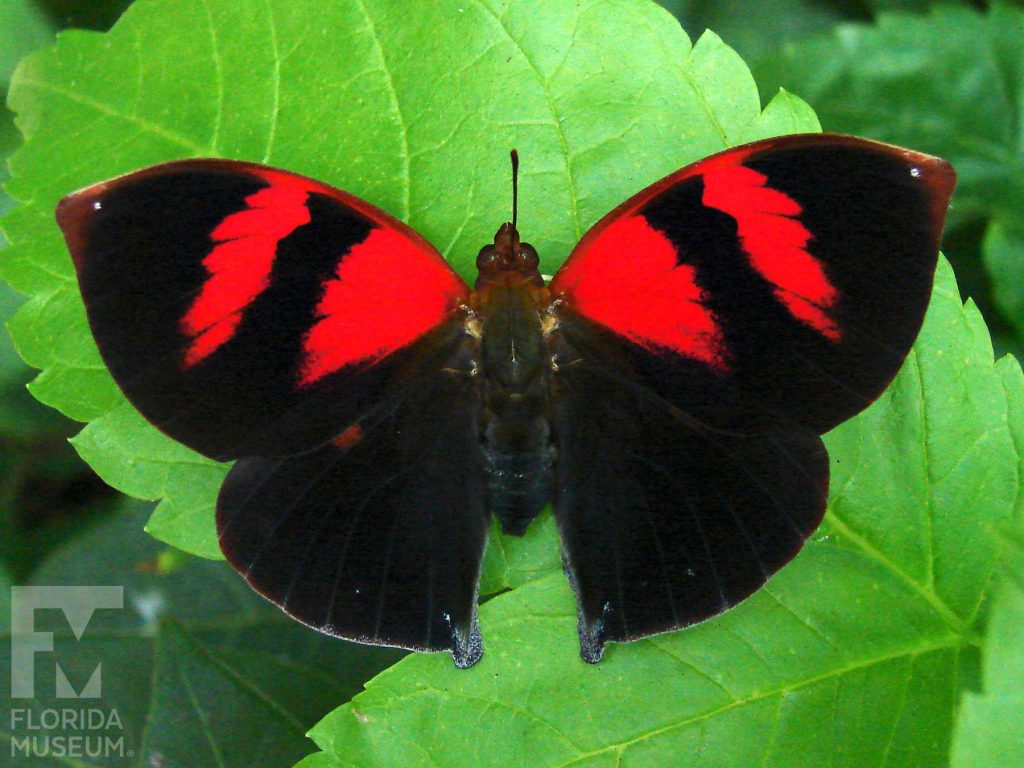 Red-striped Leafwing Butterfly with wings open. Butterfly is black with two wide red stripes on each of the upper wings.