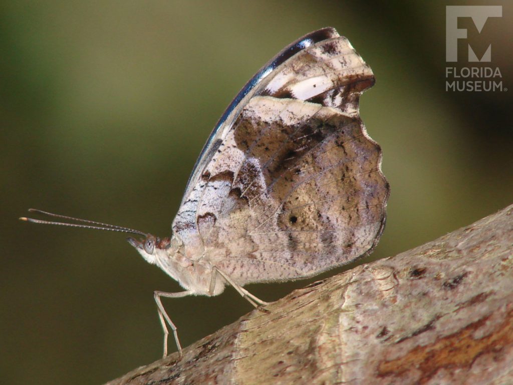 Tropical Blue Wave Butterfly ID photo - With its wings closed the butterfly is cream with brown markings.