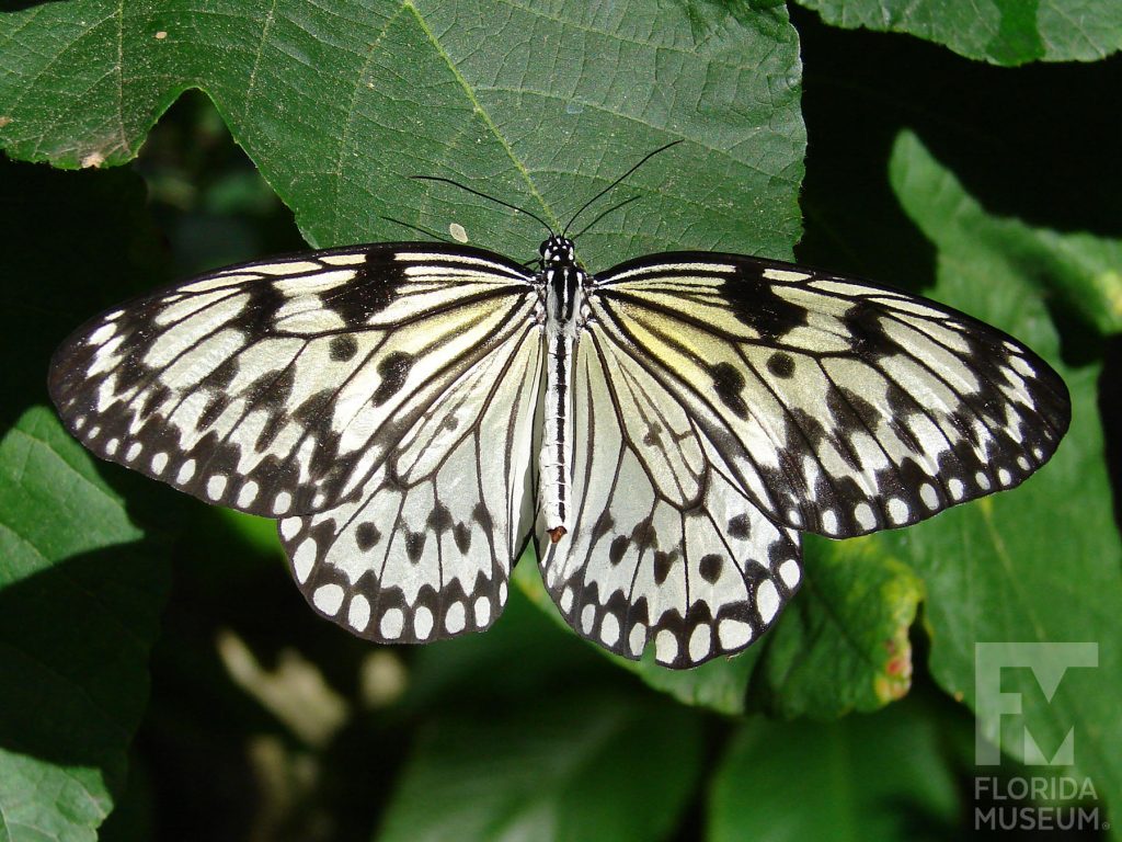 Tree Nymph Butterfly with wings open. The large wings are white/cream-colored with black veins and markings. A row of cream-colored ovals runs along the wing edges to form a distinct border. Male and Female butterflies look similar.