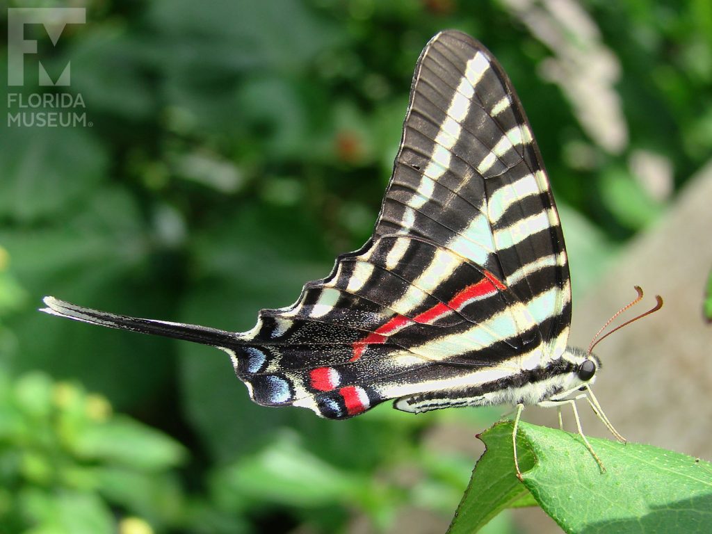 Zebra Swallowtail with wings closed. Male and female butterflies look similar. Butterfly has long ’Swallowtail’ that ends in a point. Wings are black with white stripes and red spots.