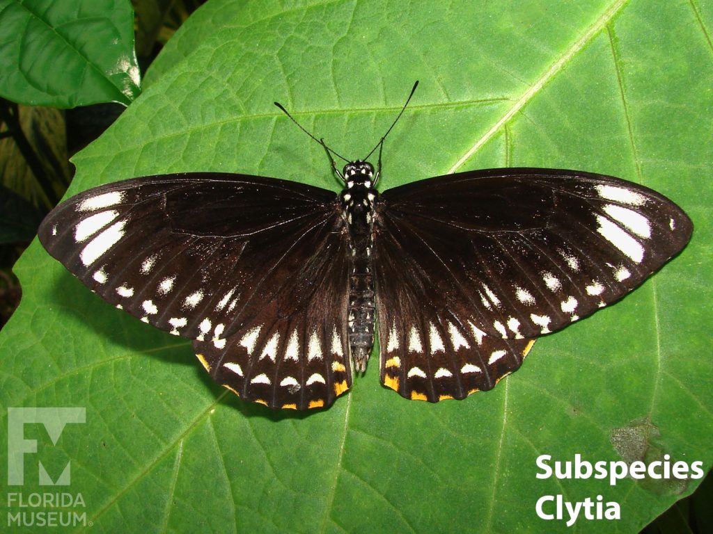 Common Mime butterfly Subspecies Clytia butterfly with wings open. Butterfly is dark brown with white markings along the edge of its wings