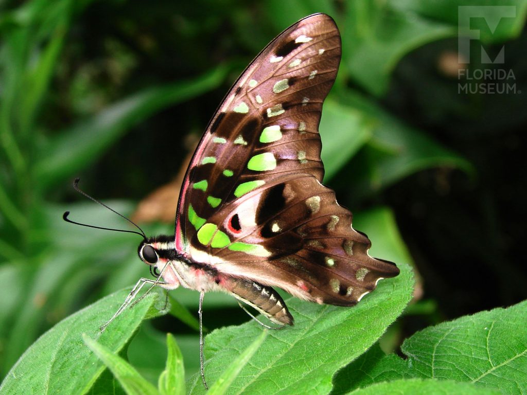 Tailed Jay Butterfly with wings closed. Male and female butterflies look similar. Butterfly is shades of grey and brown with green spots, body has a similar coloring.