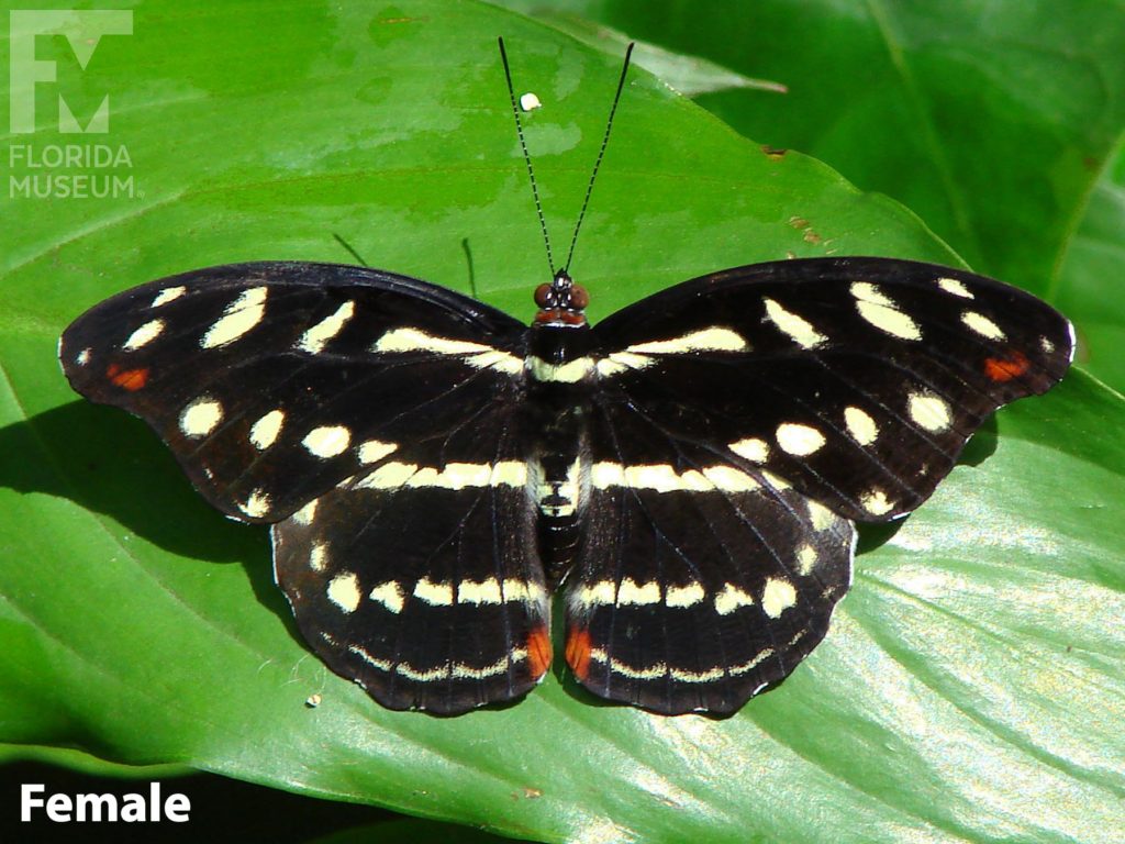 Female Banded Morpho Butterfly is black with many small white spots in rows.