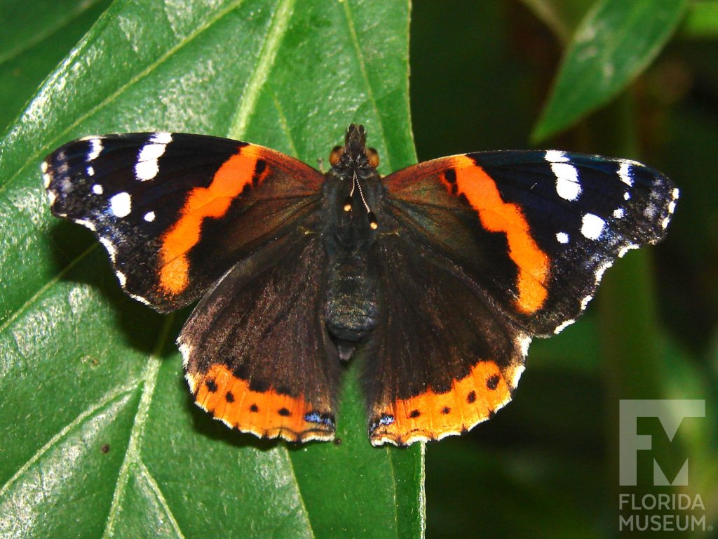 Red Admiral butterfly with open wings. Male and female butterflies look similar. Butterfly is brown with orange bands through the center of the upper wing and along the lower the edge of the lower wing. The tip of the upper wing is black with white dots.