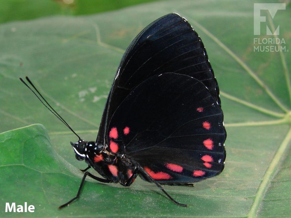 Male Starry Night Cracker butterfly with closed wings. Butterfly is black with small red dots along the wing edges.