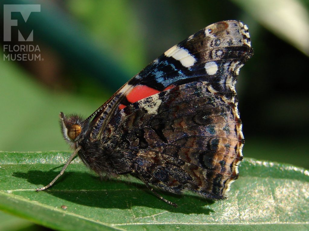 Red Admiral butterfly with closed wings is mottled brown with a few white and red/orange markings