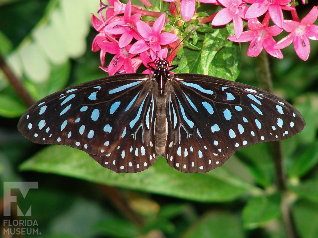 Dark Blue Tiger Butterfly with open wings is brown with many blue markings.