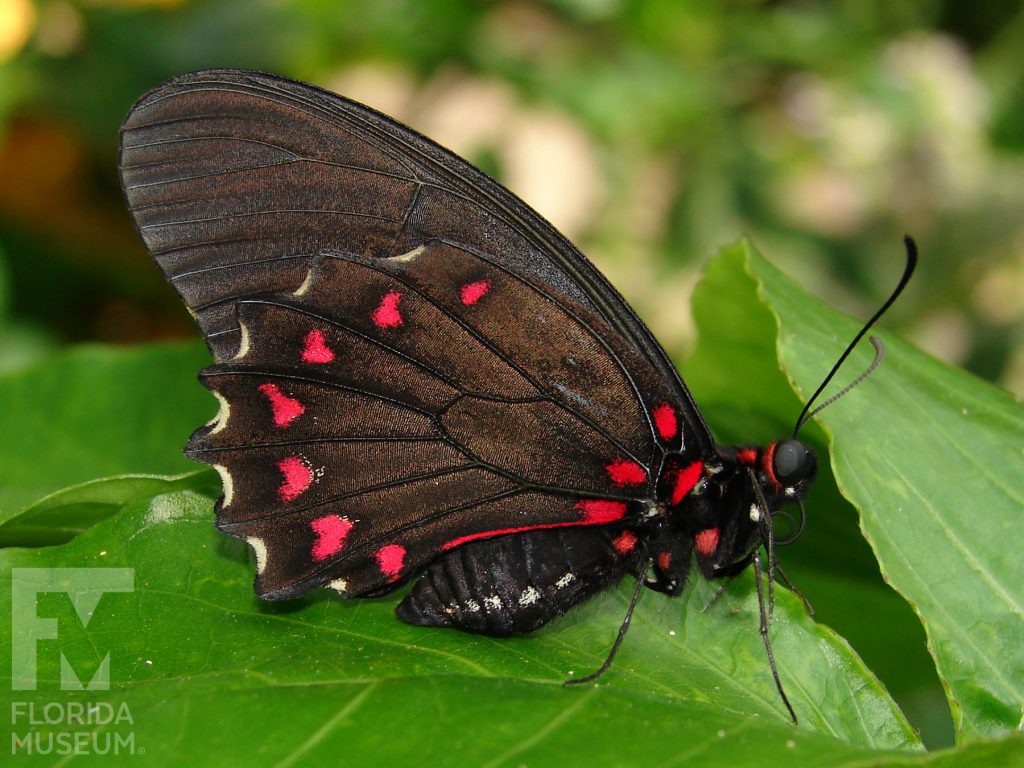 Mimic Kite Swallowtail butterfly with closed wings. Male and female butterflies look similar. Butterfly is black with long wings and red markings on the lower wing near the butterfly’s body and the edges of the wing.