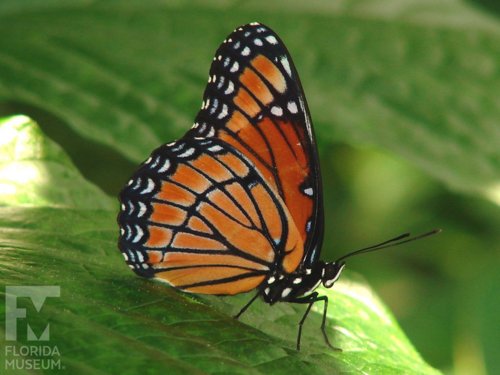 Viceroy Butterfly with wings closed. Male and Female butterflies look similar. The wings are orange with wide black veins. The wing edges are black with white markings.
