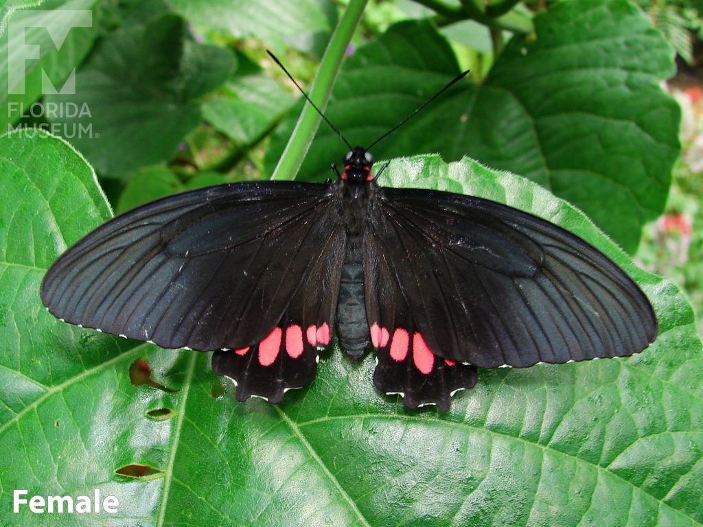 Female Lysander Cattleheart butterfly with open wings. Butterfly is black with red markings along the lower wing.