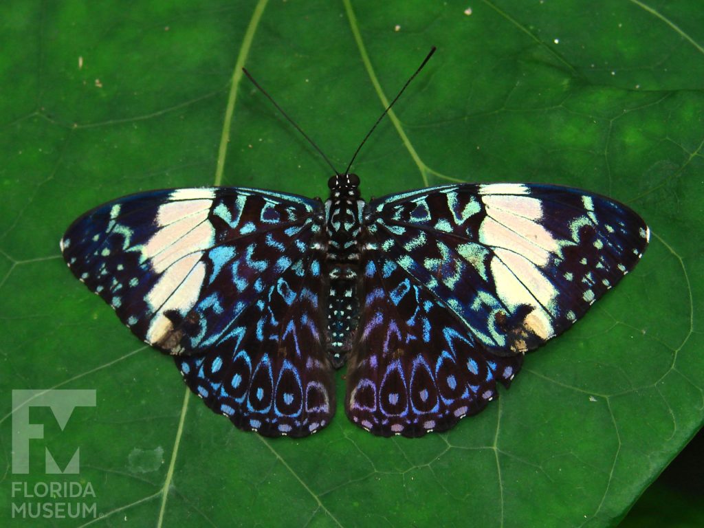 Blue Cracker butterfly with open wings. Male and female butterflies look similar. Butterfly is blue with many small black marking and wide stripes near the wing tips.