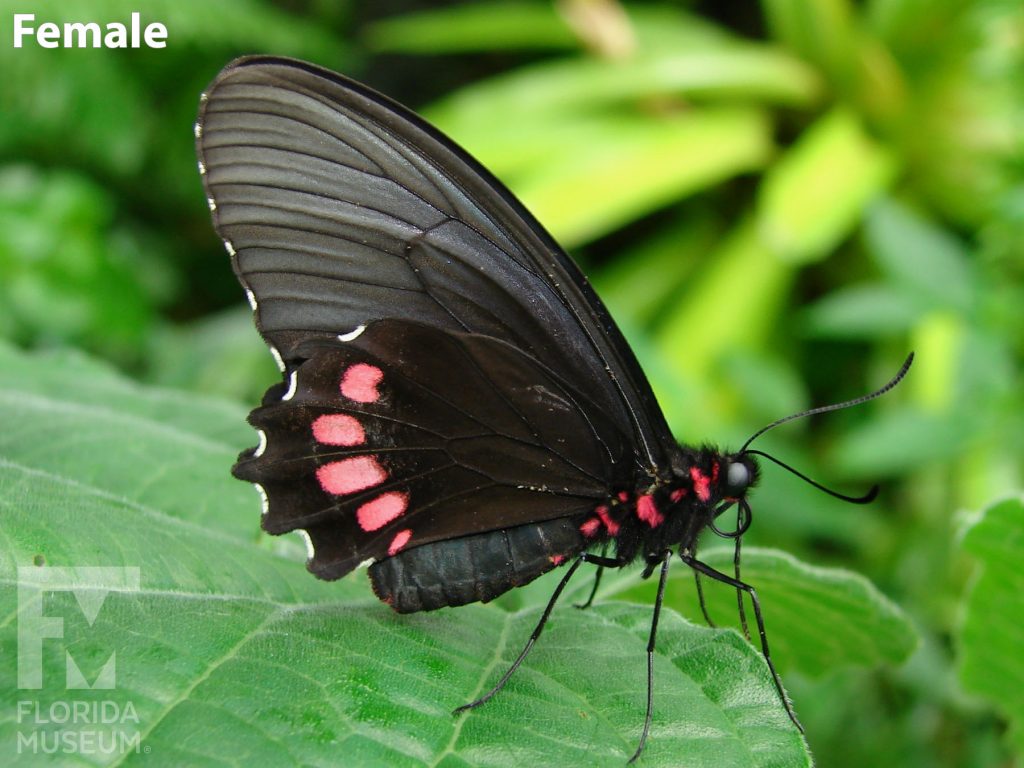 Female Lysander Cattleheart butterfly with closed wings. Butterfly is black with red markings on the lower wing and on the body of the butterfly.