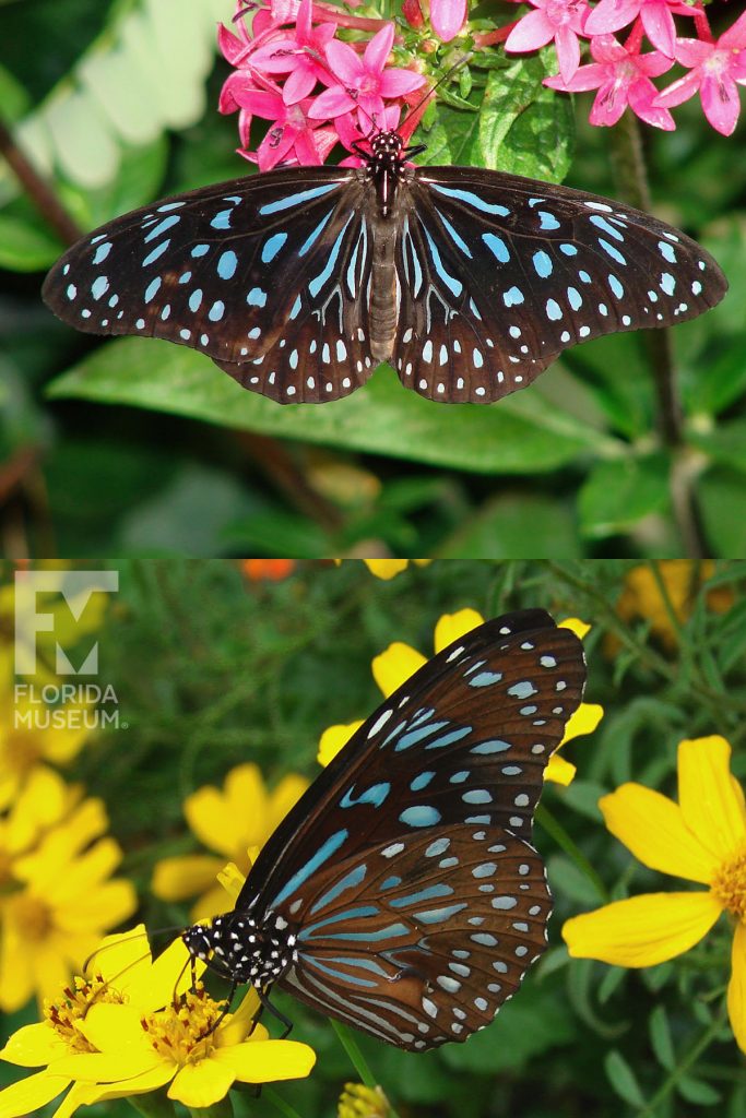 Dark Blue Tiger Butterfly ID photo - Male and Female butterflies look similar. With wings open and closed butterfly is brown with many blue markings.