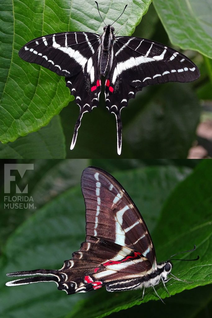 Dark Kite Swallowtail Butterfly ID photo - Male and female butterflies look similar. The lower wings end in a long thin point. With its wings open the butterfly is black with white stripes and red markings near the end of the butterflies body. With its wings closed the butterfly is brown/black with with similar white and red markings.