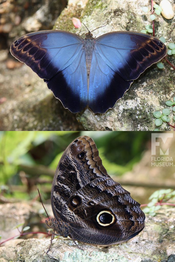 Dark Owl butterfly ID photos - Male and Female butterflies look similar. Butterfly with wings closed are grey-brown wings with eye-spots. With wings open butterfly is blue-grey and black.