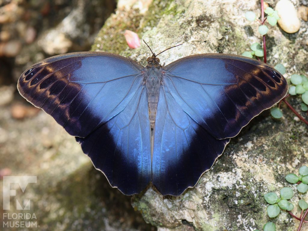 Dark Owl butterfly with wings open. Male and Female butterflies look similar. Wings are blue-grey at the center of the butterfly with wide black edges. The black wing tips have faint tan-brown markings.