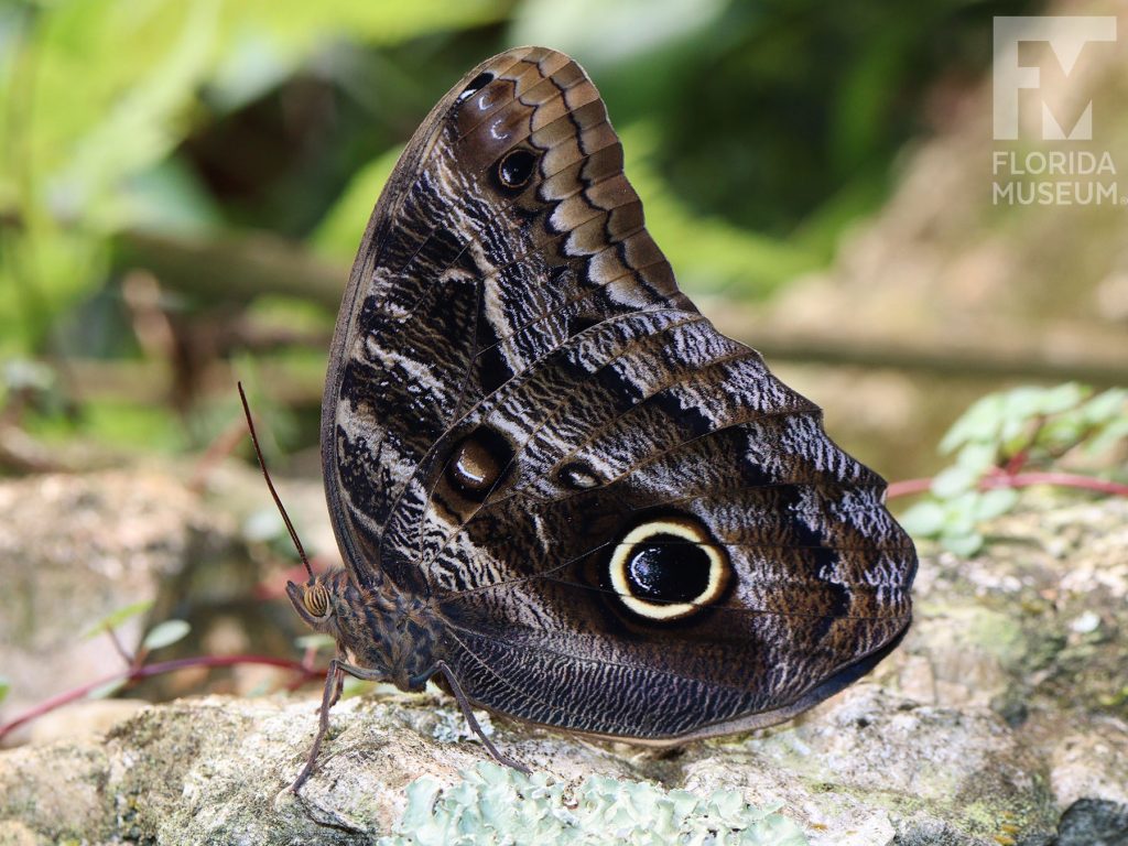 Dark Owl butterfly with wings closed. Male and Female butterflies look similar. Wings are mottled grey-brown wings with a large eye-spot.