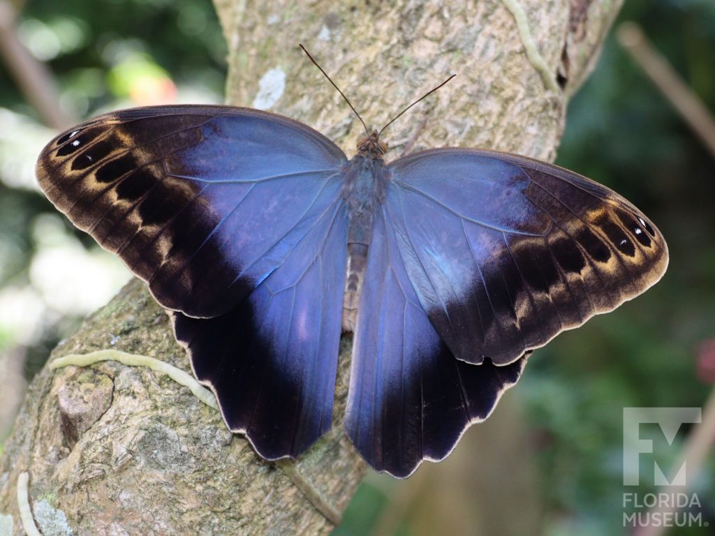 Dark Owl butterfly with wings open. Male and Female butterflies look similar. Wings are blue-grey at the center of the butterfly with wide black edges. The black wing tips have tan-brown markings.