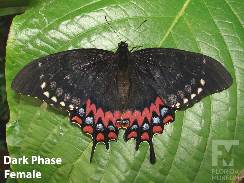 Dark Phase Female Magnificent Swallowtail Butterfly with wings closed. The lower wings end in several points. With its wings open the female butterfly is brown/black with red and blue markings on the lower wing and small yellow marking along the edge of the upper wing.