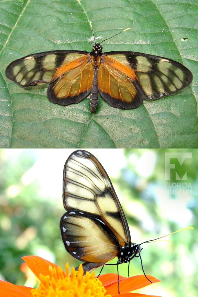 Dero Clearwing Butterfly ID photos - Male and Female butterflies look similar. Wings are long, narrow and semi-transparent. The semi-transparent wings have and orange sheen.