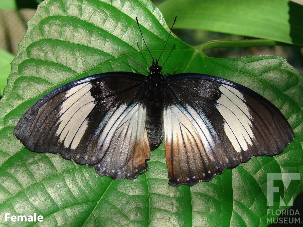 Female Black-tipped Diadem butterfly with wings open. Butterfly is black/brown with darker vein stripes.Wide white bands run across the upper and lower wings.