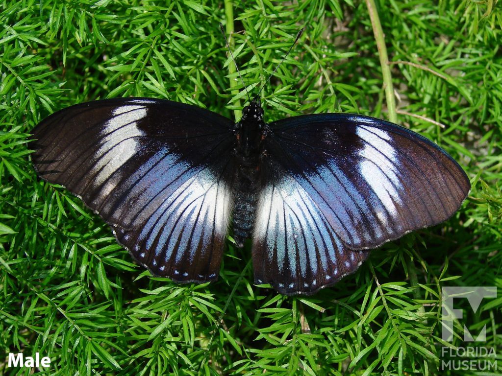 Male Black-tipped Diadem butterfly with wings open. Butterfly is black/blue with darker vein stripes. Wide white bands and blue markings run across the upper and lower wings.