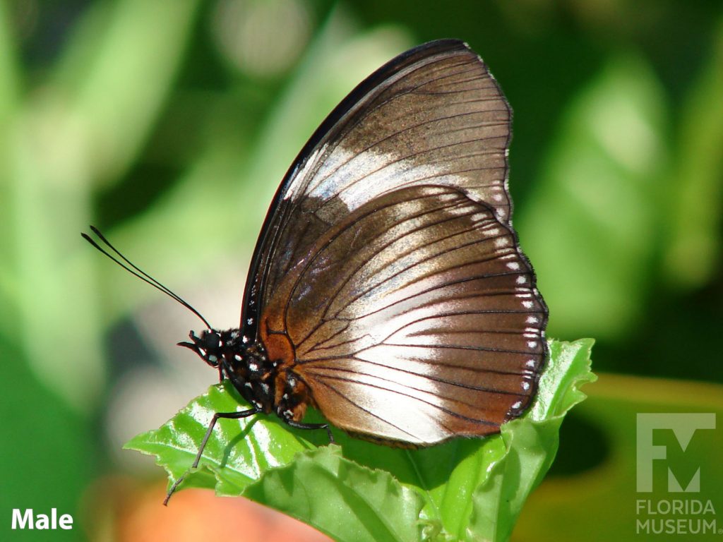 Male Black-tipped Diadem butterfly with wings closed. Butterfly is brow with darker vein stripes. Wide white bands run across the upper and lower wings.