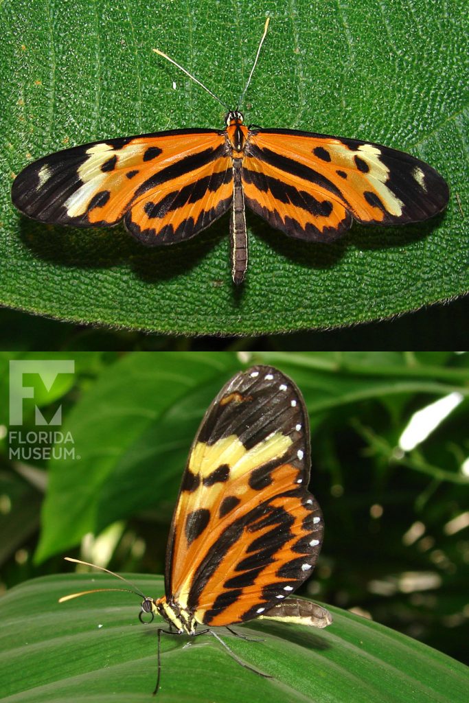 Disturbed Tigerwing Butterfly ID photos - Male and Female butterflies look similar. Butterfly has long narrow wings. With wings open and closed butterfly is orange with black markings at the center near the body. The upper wing has a yellow strips and black wing wings. With wings closed a row of white dots runs along the edge of the wing. The body is yellow and black striped.