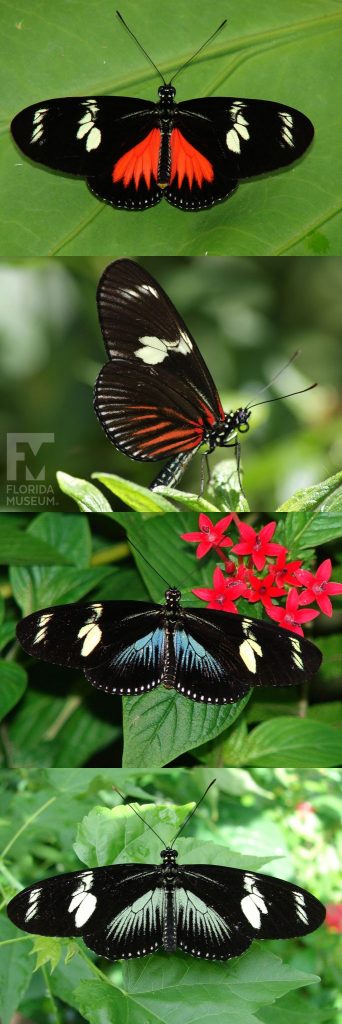Doris Longwing Butterfly ID photo - Male and female butterflies look similar. The top wing is black with a cream-colored bar. It has a long and narrow shape. The bottom wing is black with a colorful marking, this marking can be blue, red, or green.