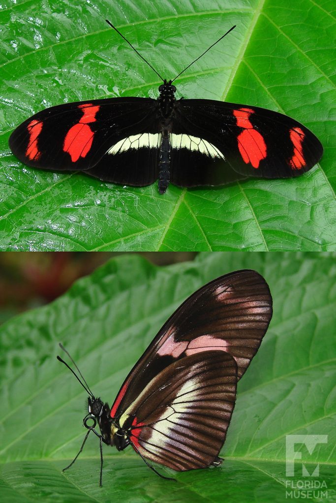 Double-banded Postman butterfly ID photos - Butterfly has long, narrow wings. Male and female butterflies look similar. Wings open are black with two red bands on the upper wing and a horizontal white bland on the lower wing. Wings closed brown-black with yellow-white and red bands.