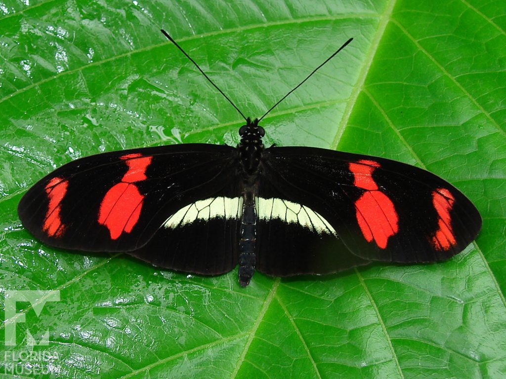 Double-banded Postman butterfly with wings open. Butterfly has long, narrow wings. Wings open are black with two red bands on the upper wing and a horizontal white bland on the lower wing.