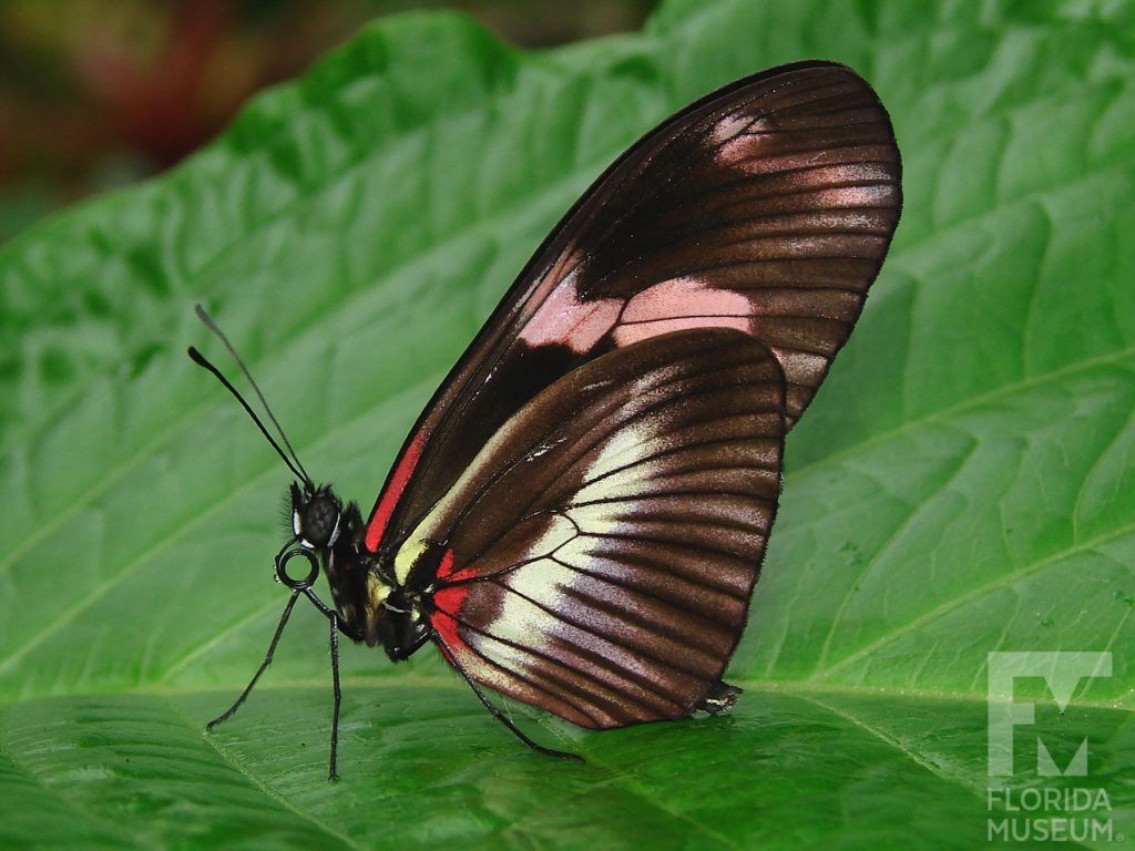 Double-banded Postman butterfly with closed wings. Butterfly has long narrow wings. Wings closed brown-black with yellow-white and red bands.