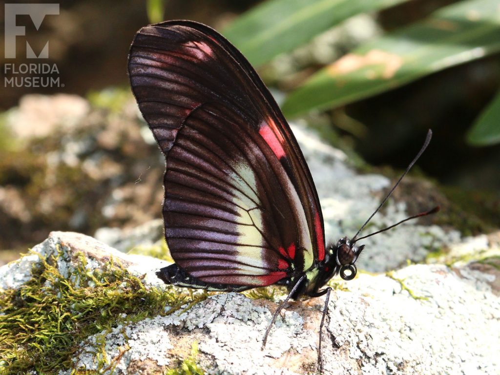 Double-banded Postman butterfly with closed wings. Butterfly has long narrow wings. Wings closed brown-black with yellow-white and red bands.