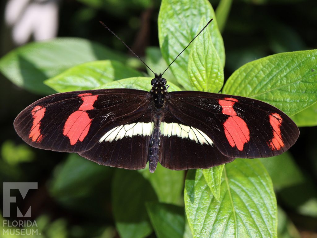 Double-banded Postman butterfly with wings open. Butterfly has long, narrow wings. Wings open are black with two red bands on the upper wing and a horizontal white bland on the lower wing.