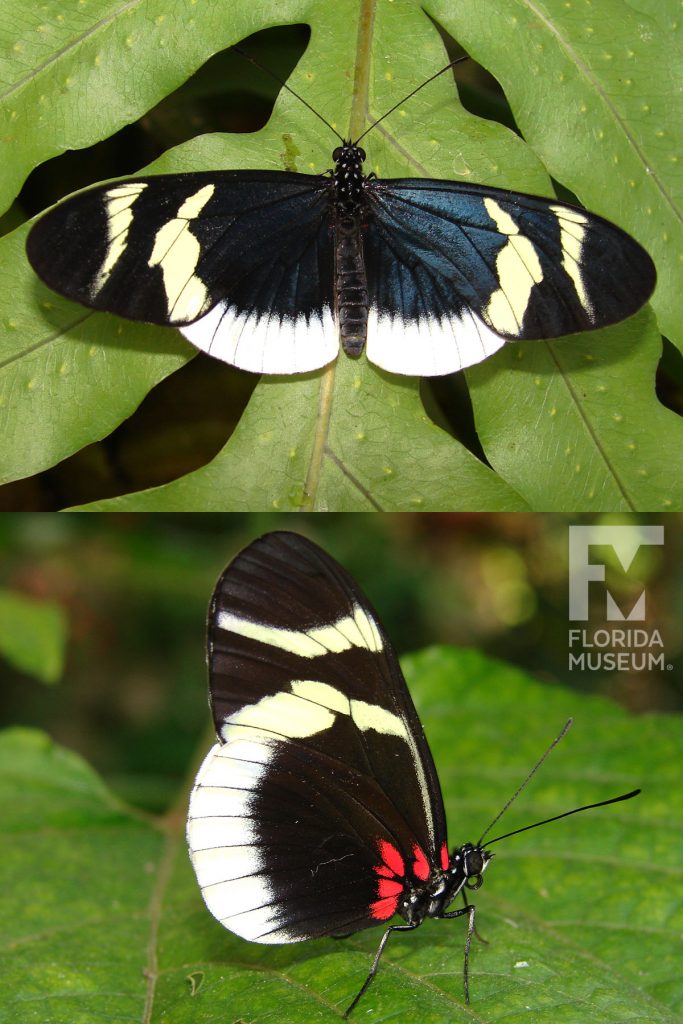 Eleuchia Longwing butterfly with open and closed wings. Male and female butterflies look similar.