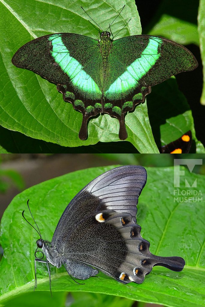 Emerald Swallowtail Butterfly ID photo - Male and female butterflies look similar. The top wings are long and narrow and bottom winds have several rounded points. With its wings open the butterfly is black with many tiny green spots giving it a solid green appearance. There is a solid bright green stripe that forms a ‘V’ across the wings. The long tail points are black. With its wings closed the butterfly is black covered with tiny grey spots giving it a grey appearance. The edges of the wings are like grey and on the lower wing there are white, russet-orange and black marking.