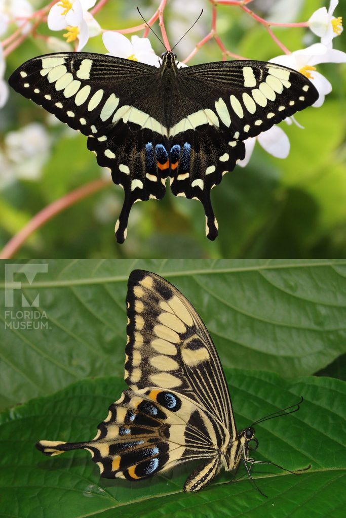 Emperor Swallowtail butterfly ID photos - male and female butterflies look similar. Butterfly has ‘swallowtail wings’ that end in a long point. Wings open are black with pale-yellow spots and stripes and blue and orange marks where the lower wings meet at the body. Wings closed are black with many pale-yellow spots and stripes. The lower wing also has blue and orange marks. The body is also striped