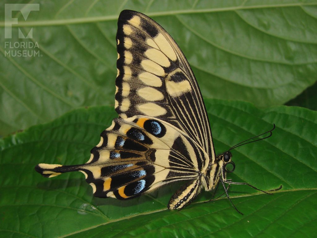 Emperor Swallowtail butterfly with wings closed. Butterfly has ‘swallowtail wings’ that end in a long point. Wings closed are black with many pale-yellow spots and stripes. The lower wing also has blue and orange marks. The body is also striped.