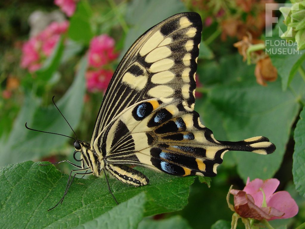 Emperor Swallowtail butterfly with wings closed. Butterfly has ‘swallowtail wings’ that end in a long point. Wings closed are black with many pale-yellow spots and stripes. The lower wing also has blue and orange marks. The body is also striped.